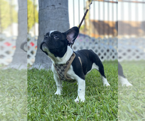 French Bulldog Puppy for sale in SOUTH GATE, CA, USA