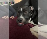 Small #9 American Pit Bull Terrier-American Staffordshire Terrier Mix