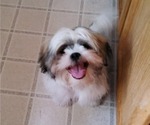 Puppy Fillian Shih Tzu