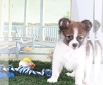 Small #4 Pomeranian