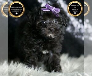 Maltipoo Puppy for sale in WARSAW, IN, USA