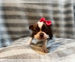 Small Photo #6 Boston Terrier Puppy For Sale in LAKELAND, FL, USA