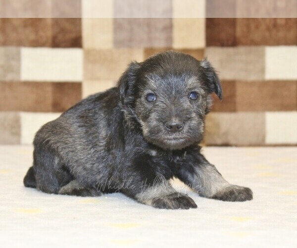 Medium Photo #3 Schnauzer (Miniature) Puppy For Sale in DENVER, PA, USA