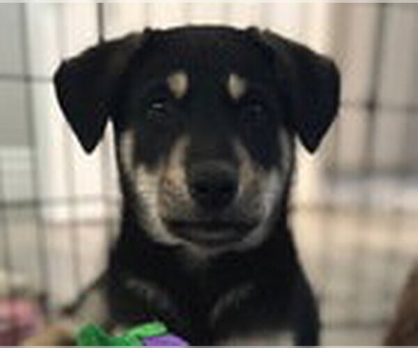 Medium Photo #2 Siberian Husky Puppy For Sale in Fremont, CA, USA