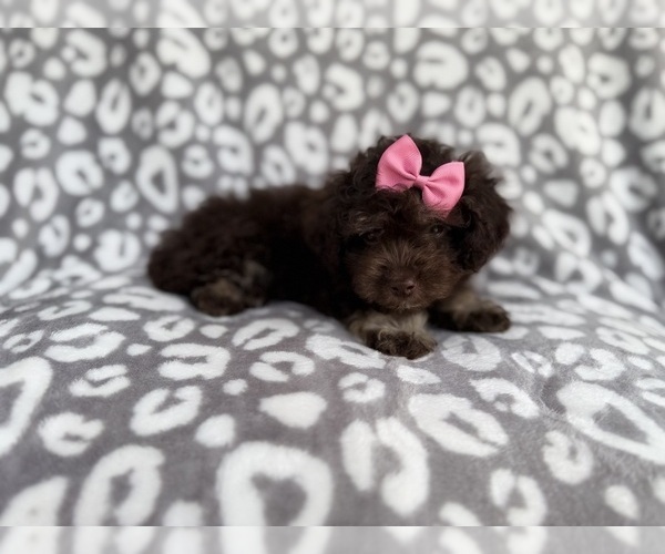 Medium Photo #7 Cock-A-Poo Puppy For Sale in LAKELAND, FL, USA