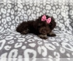Small #6 Cock-A-Poo