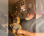Small Photo #99 German Shepherd Dog Puppy For Sale in LA FAYETTE, NY, USA
