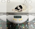 Small Photo #6 Shih Tzu Puppy For Sale in WOODLEAF, NC, USA