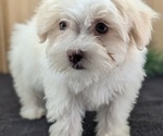 Small #4 Havanese