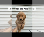 Puppy Luna Golden Retriever