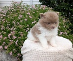 Small #8 Pomeranian