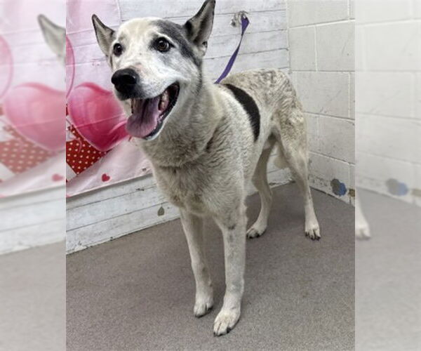 Medium Photo #1 German Shepherd Dog Puppy For Sale in San Bernardino, CA, USA