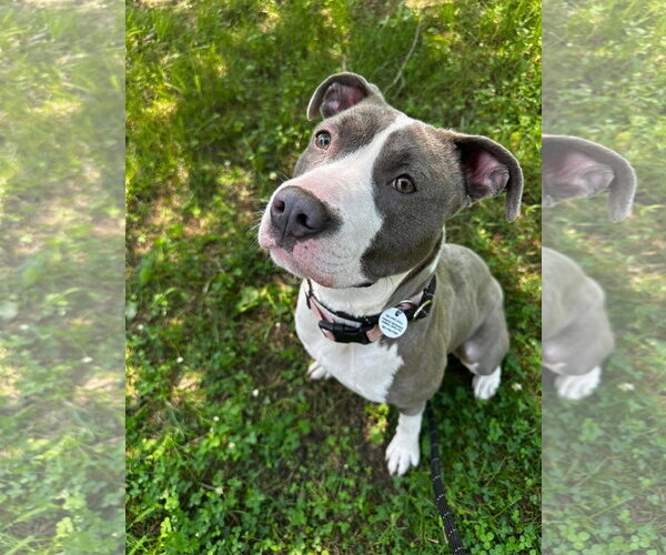 Medium Photo #3 Mutt Puppy For Sale in Rockville, MD, USA
