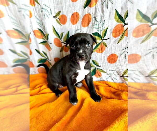 Medium Photo #1 Mutt Puppy For Sale in OKLAHOMA CITY, OK, USA