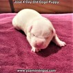 Small #10 Dogo Argentino