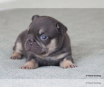 Small Photo #2 French Bulldog Puppy For Sale in WINNSBORO, TX, USA