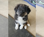 Small Photo #1 Australian Shepherd Puppy For Sale in JURUPA VALLEY, CA, USA