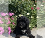 Small #4 Lhasa Apso-Poodle (Toy) Mix