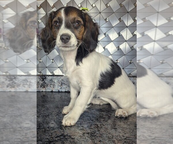 Medium Photo #7 Doxle Puppy For Sale in GOSHEN, IN, USA