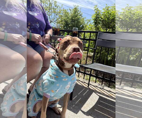 Medium Photo #18 Mutt Puppy For Sale in Holly Springs, NC, USA