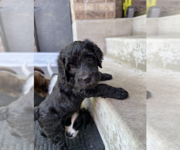 Medium Photo #2 Saint Berdoodle Puppy For Sale in ELK RIVER, MN, USA