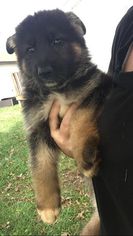 German Shepherd Dog Puppy for sale in WEST LAFAYETTE, OH, USA