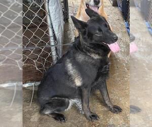 Alaskan Malamute-Unknown Mix Dogs for adoption in Fallbrook, CA, USA