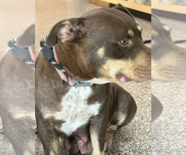 Medium Photo #10 Labrottie Puppy For Sale in The Woodlands, TX, USA