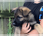 Small Photo #5 German Shepherd Dog Puppy For Sale in ALTAMONT, IL, USA