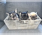 Small Photo #78 French Bulldog Puppy For Sale in DALLAS, TX, USA