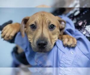 Mastador Dogs for adoption in Mountain Home, AR, USA