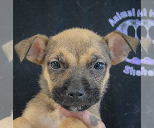 Medium Photo #2 American Staffordshire Terrier-Boxer Mix Puppy For Sale in Huntley, IL, USA