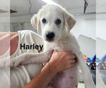 Small Great Pyrenees Mix