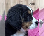 Small Photo #15 Bernese Mountain Dog Puppy For Sale in SHERIDAN, MI, USA