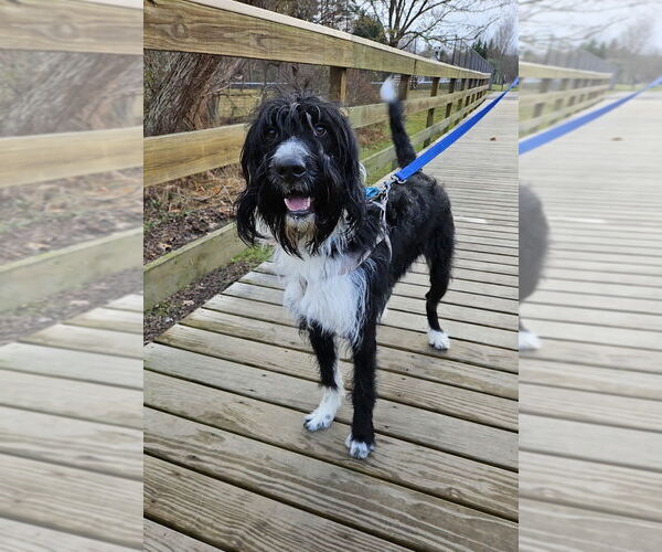 Medium Photo #13 Labrador Retriever Puppy For Sale in Silver Spring, MD, USA