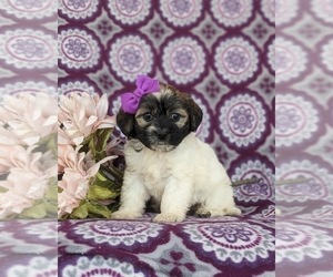 Havanese Puppy for sale in BIRD IN HAND, PA, USA