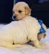Small Photo #35 Goldendoodle Puppy For Sale in VACAVILLE, CA, USA