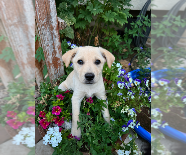 Medium Photo #1 Labrador Retriever-Unknown Mix Puppy For Sale in MIDWAY, UT, USA