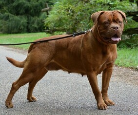 Mother of the Dogue de Bordeaux puppies born on 11/19/2018