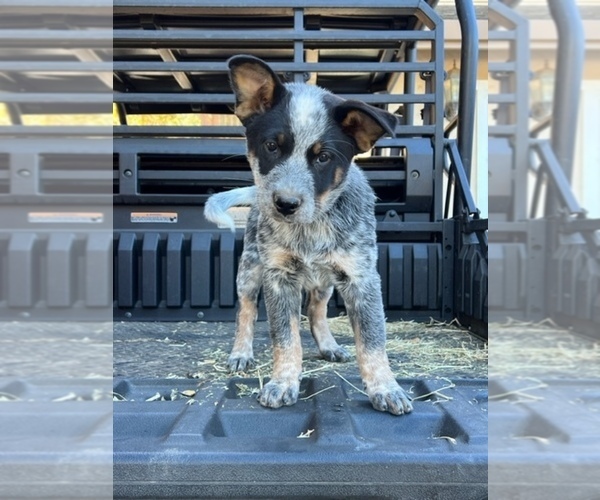 Medium Photo #1 Australian Cattle Dog Puppy For Sale in CHUALAR, CA, USA