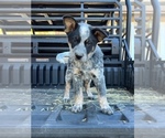 Small Photo #1 Australian Cattle Dog Puppy For Sale in CHUALAR, CA, USA