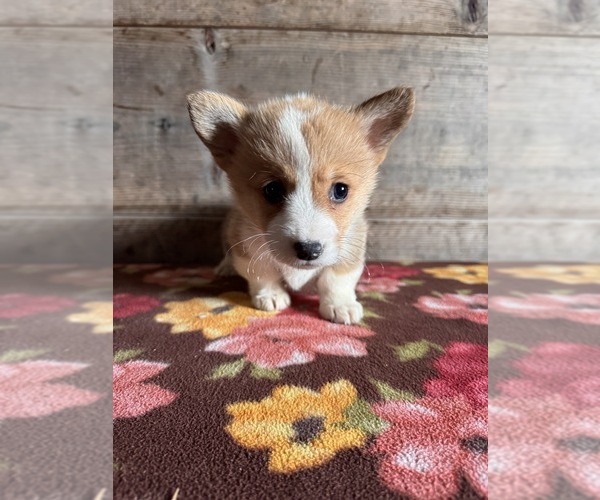 Medium Photo #1 Pembroke Welsh Corgi Puppy For Sale in VERMONTVILLE, MI, USA