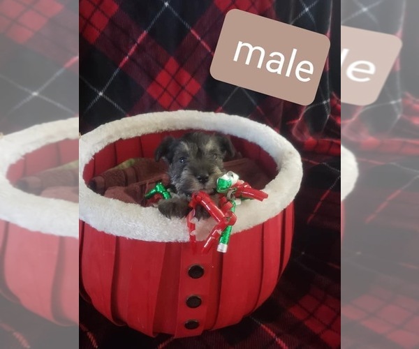 Medium Photo #2 Schnauzer (Miniature) Puppy For Sale in CHILDRESS, TX, USA