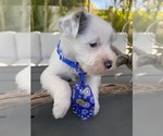 Small #3 Schnauzer (Miniature)
