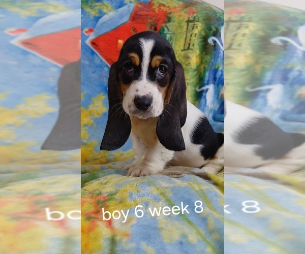 Medium Photo #5 Basset Hound Puppy For Sale in SAVANNAH, TN, USA