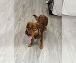 Small #3 Australian Shepherd Mix