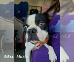Small #3 Faux Frenchbo Bulldog