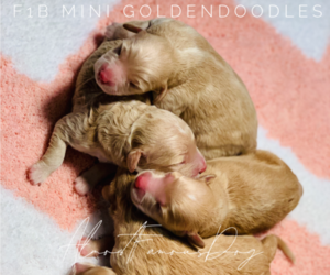 Goldendoodle (Miniature) Puppy for sale in SPRING BRANCH, TX, USA