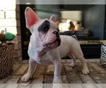 Small Photo #24 French Bulldog Puppy For Sale in OSHKOSH, WI, USA