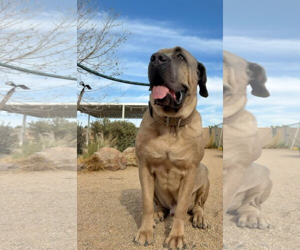 Medium Photo #3 Mutt Puppy For Sale in Goodyear, AZ, USA